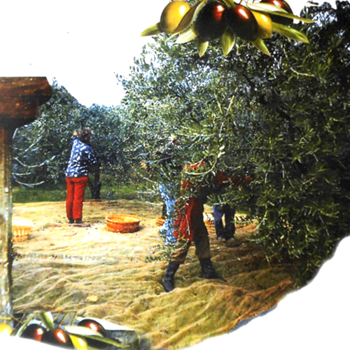 Olive net application